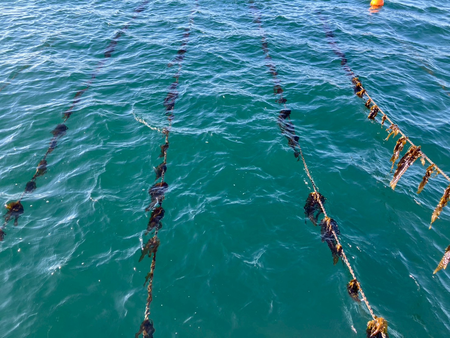 LINE_ALBUM_20260123 ワカメサンプリング_260125_12